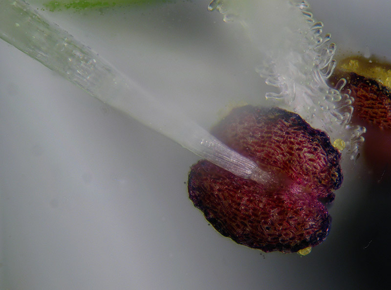 Stellaria media / Centocchio comune